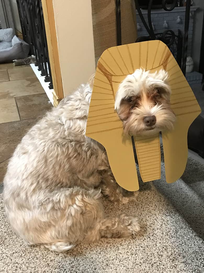 DIY sphinx dog Halloween costume