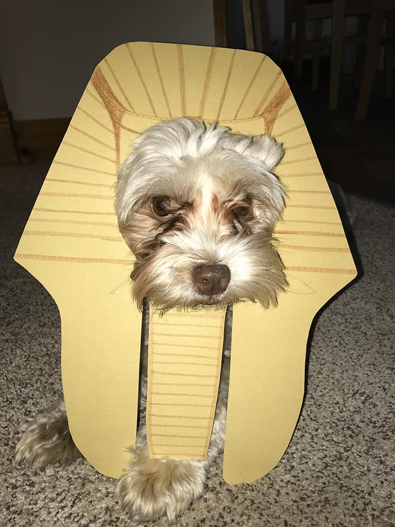 DIY sphinx dog Halloween costume